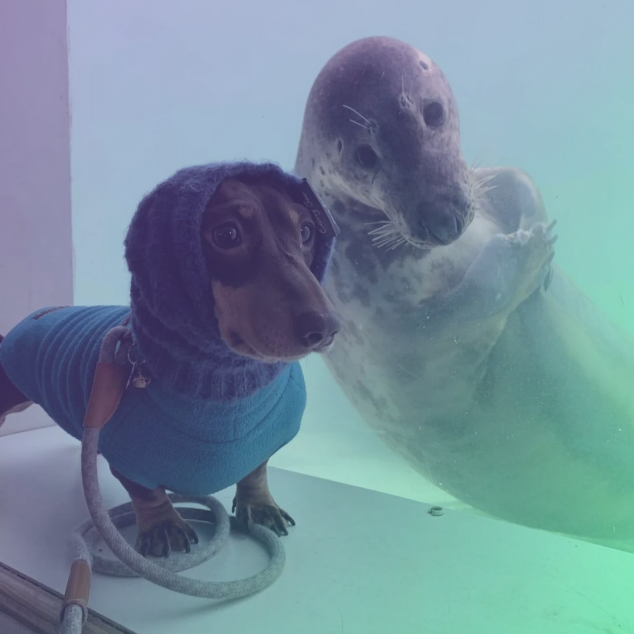 Dog WIF Seal on Solana